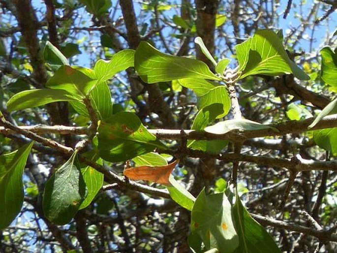 Gardenia volkensii