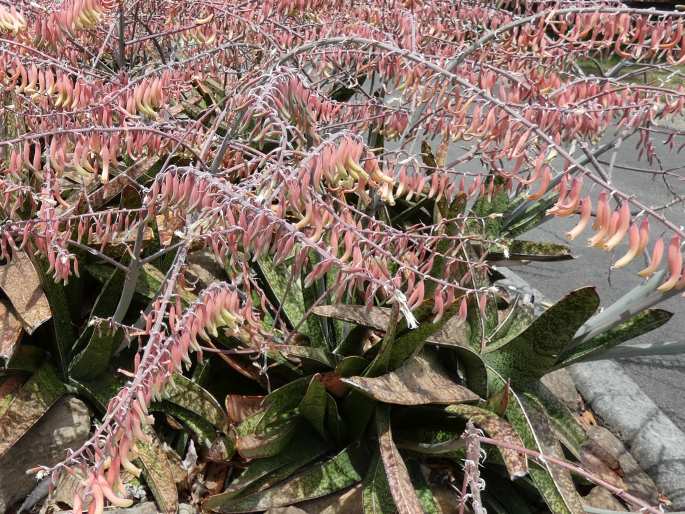 Gasteria acinacifolia