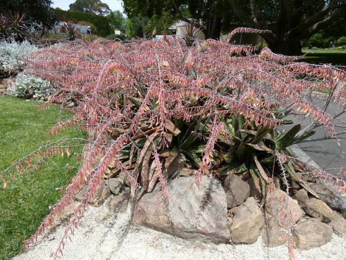 Gasteria acinacifolia