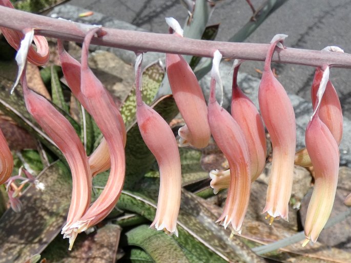 Gasteria acinacifolia