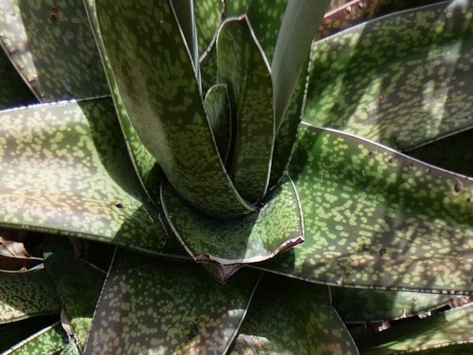 Gasteria acinacifolia