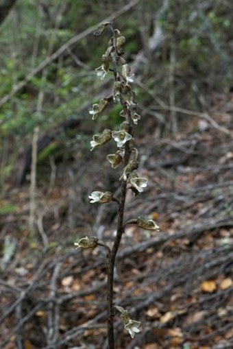 Gastrodia cunninghamii