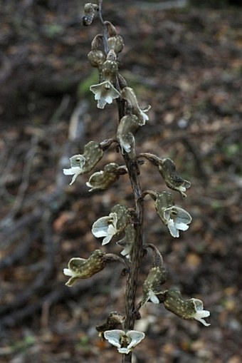 Gastrodia cunninghamii