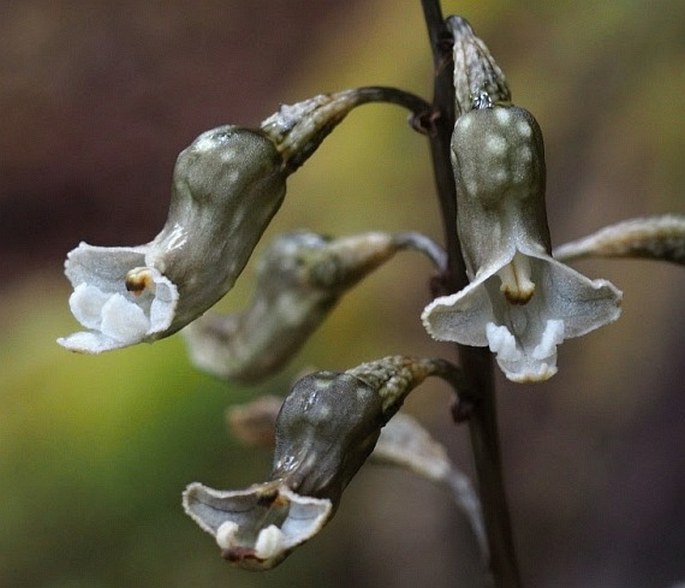 Gastrodia cunninghamii