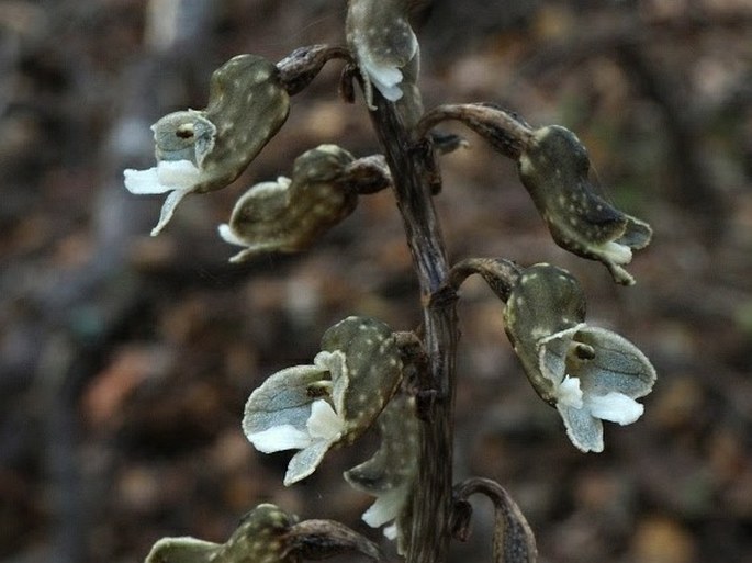 Gastrodia cunninghamii