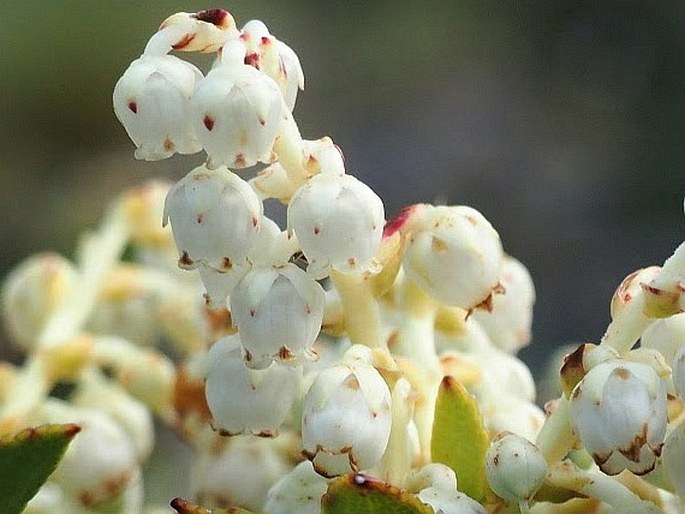 Gaultheria crassa