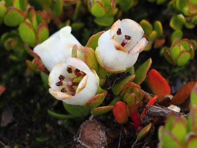 Gaultheria caespitosa