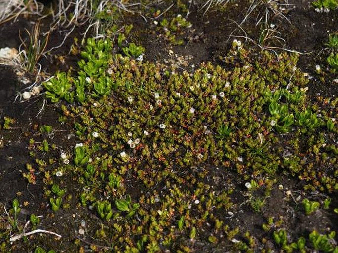 Gaultheria caespitosa