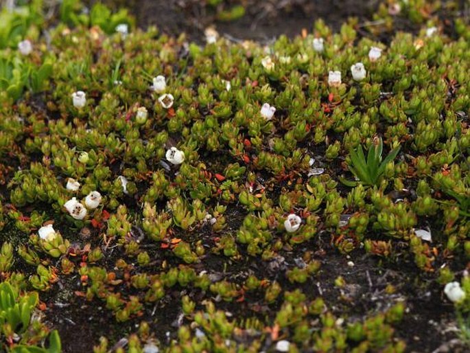 Gaultheria caespitosa