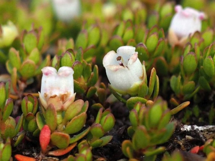 Gaultheria caespitosa