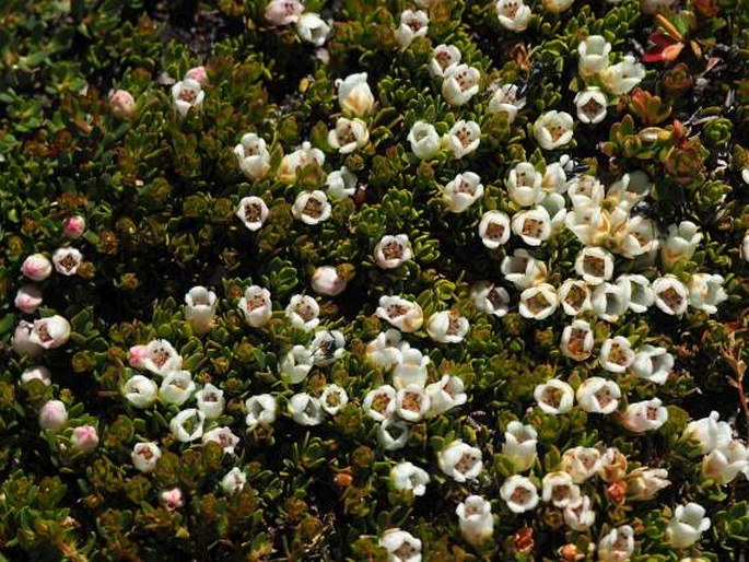 Gaultheria caespitosa