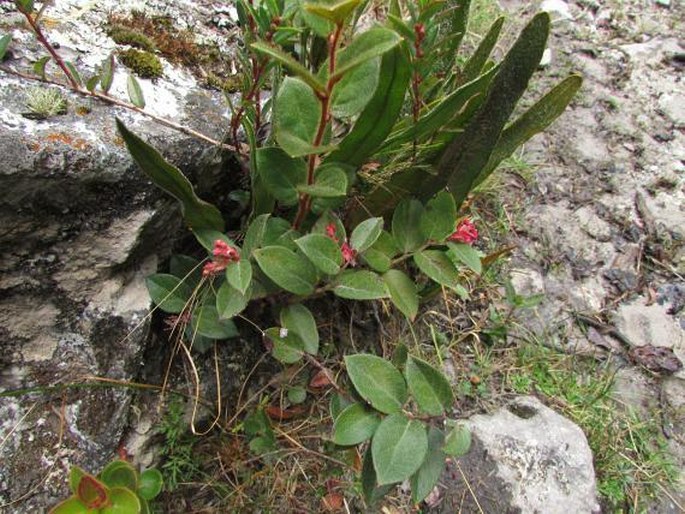 Gaultheria glomerata