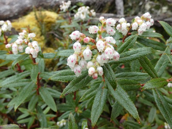 Gaultheria hispida