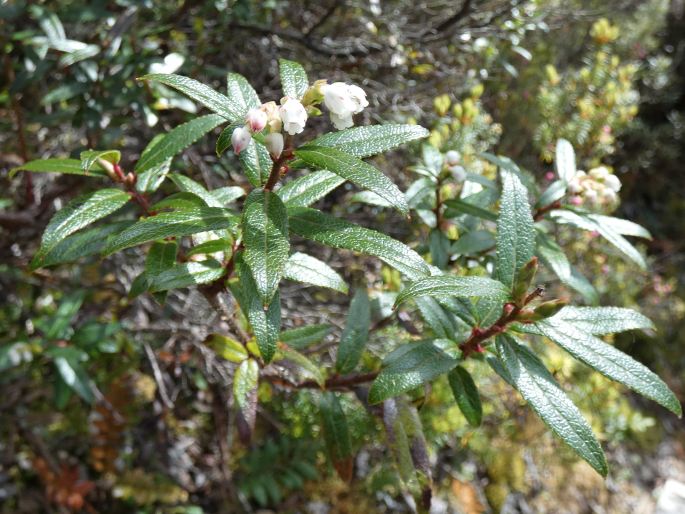 Gaultheria hispida