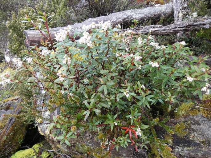 Gaultheria hispida