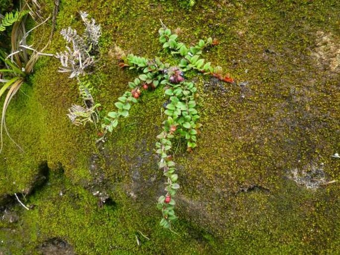 Gaultheria nummularioides