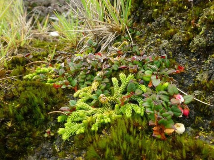 Gaultheria nummularioides