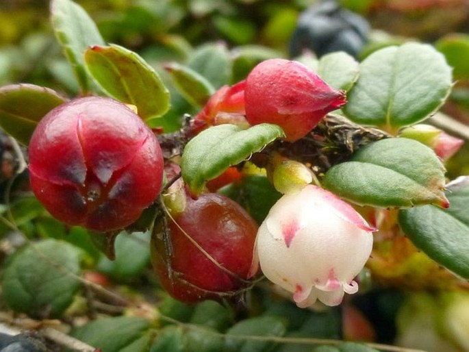 Gaultheria nummularioides