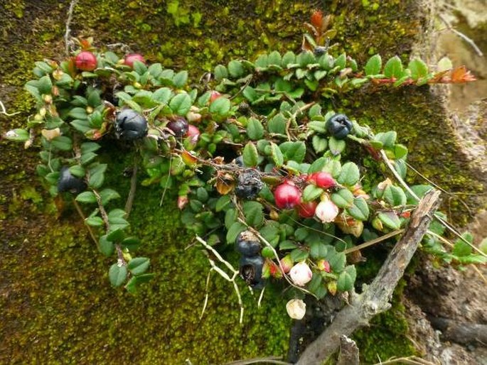 Gaultheria nummularioides