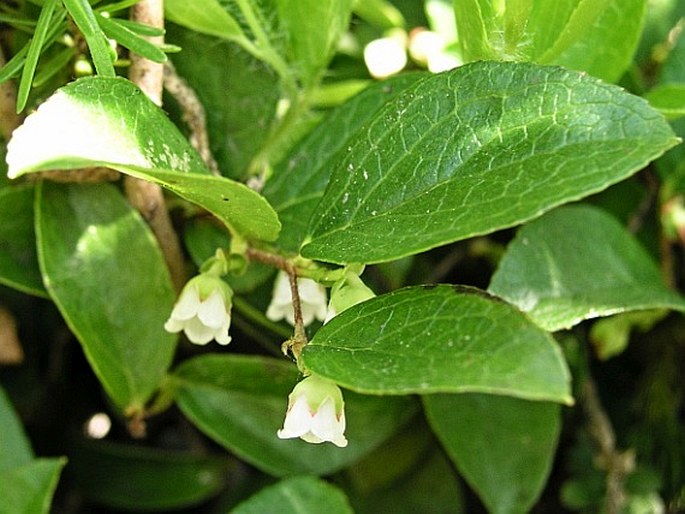 GAULTHERIA OVATIFOLIA A. Gray – libavka