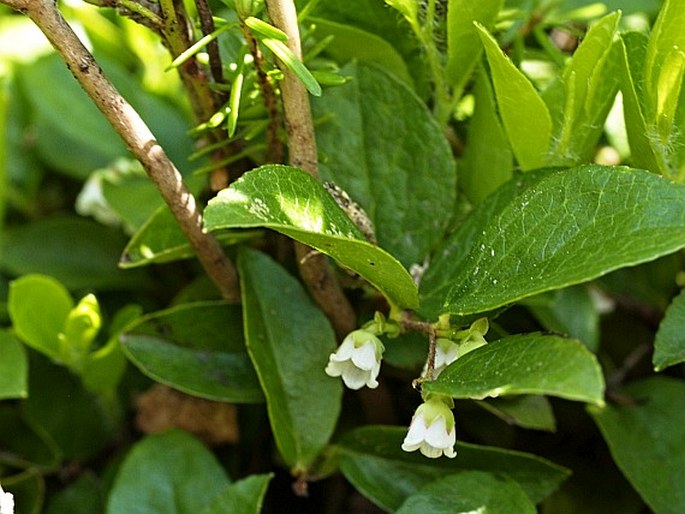 Gaultheria ovatifolia