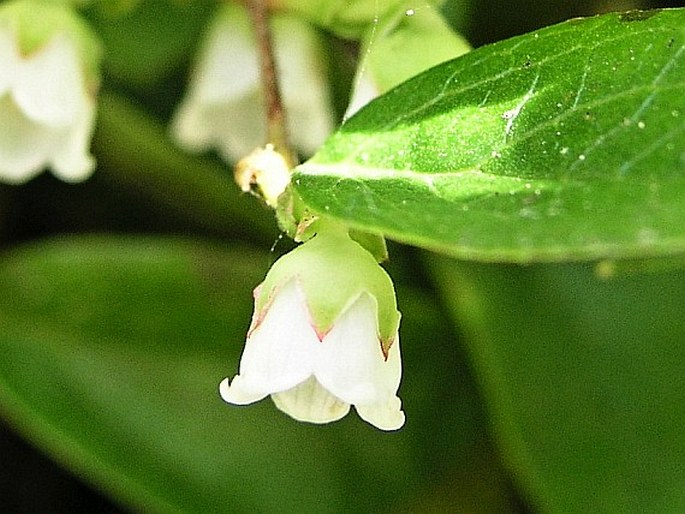 Gaultheria ovatifolia