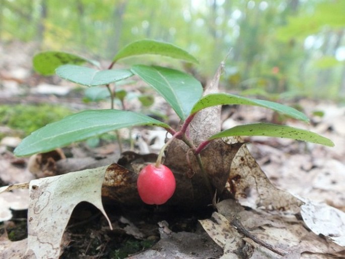 Gaultheria procumbens