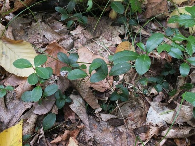 Gaultheria procumbens