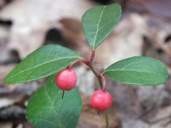Gaultheria procumbens