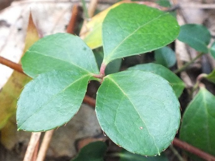 Gaultheria procumbens