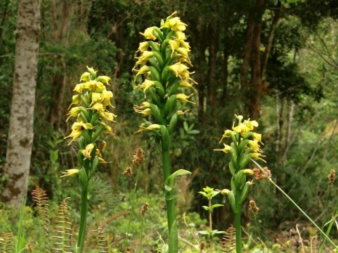 Gavilea odoratissima