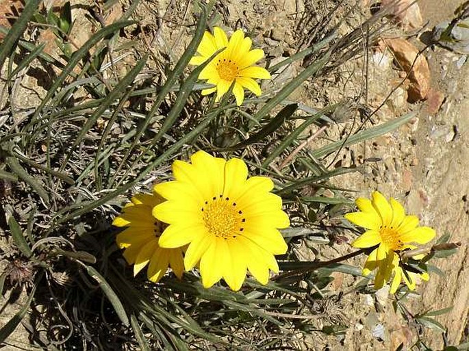 Gazania linearis