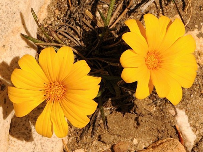 Gazania linearis