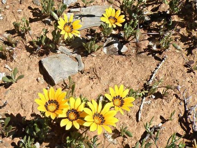 Gazania lichtensteinii