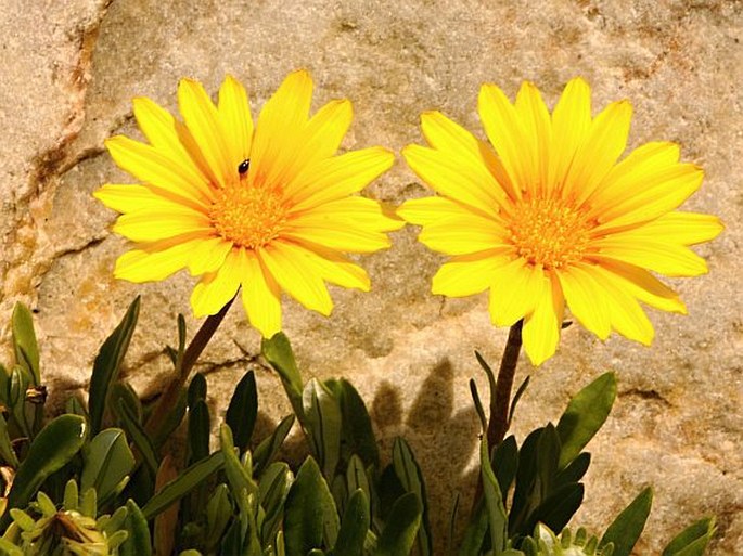 Gazania rigens