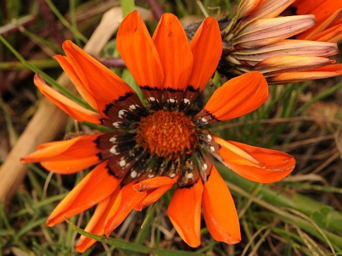 Gazania rigida