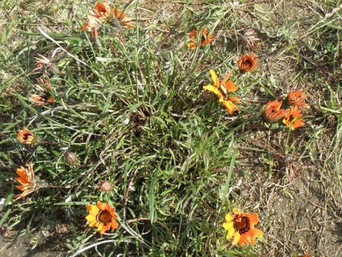 Gazania rigida