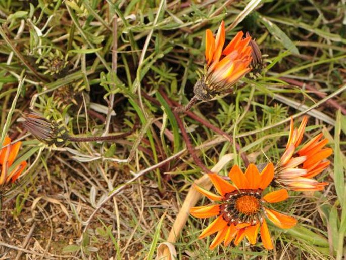 Gazania rigida