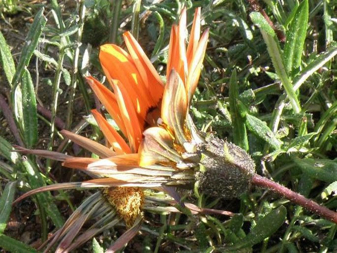 Gazania rigida