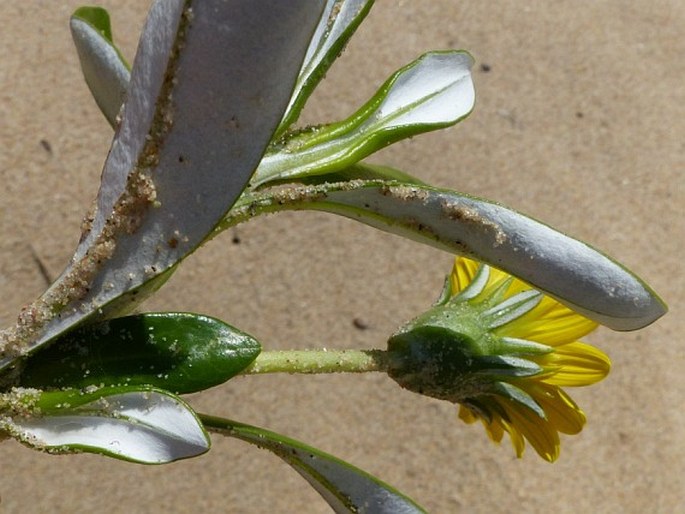 Gazania rigens var. uniflora