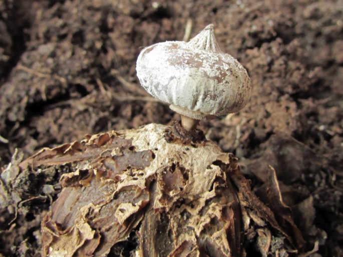 Geastrum pouzarii