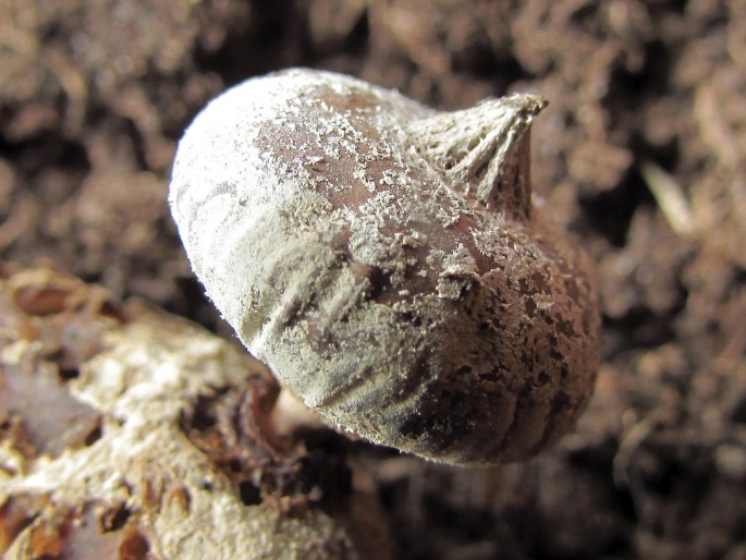 Geastrum pouzarii