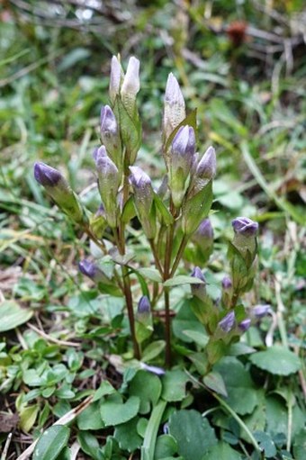 Gentianella campestris