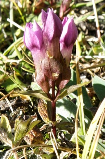 Gentianella campestris