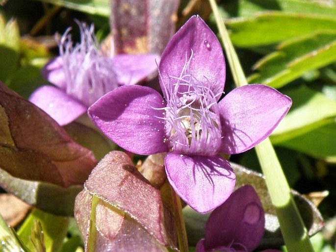 Gentianella campestris