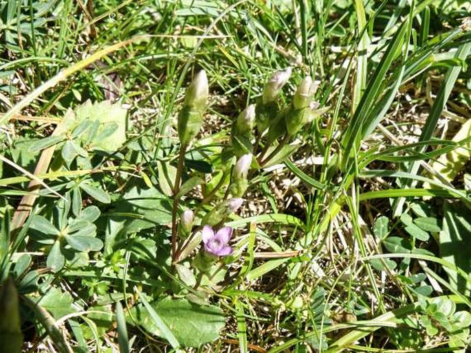 Gentianella campestris