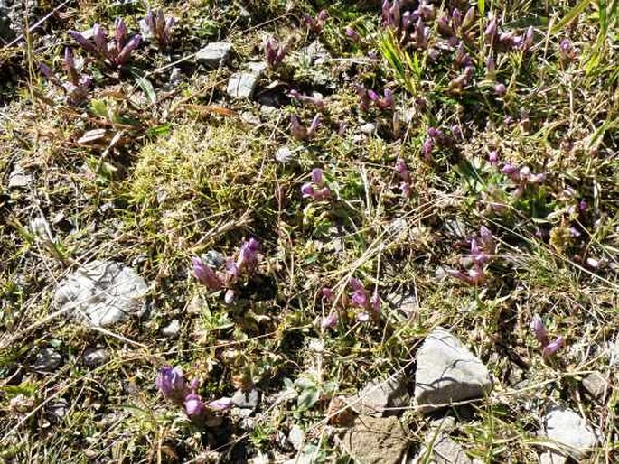 Gentianella campestris