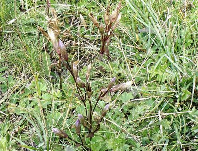 Gentianella campestris