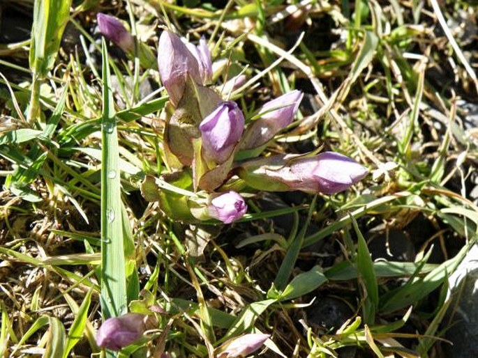 Gentianella campestris