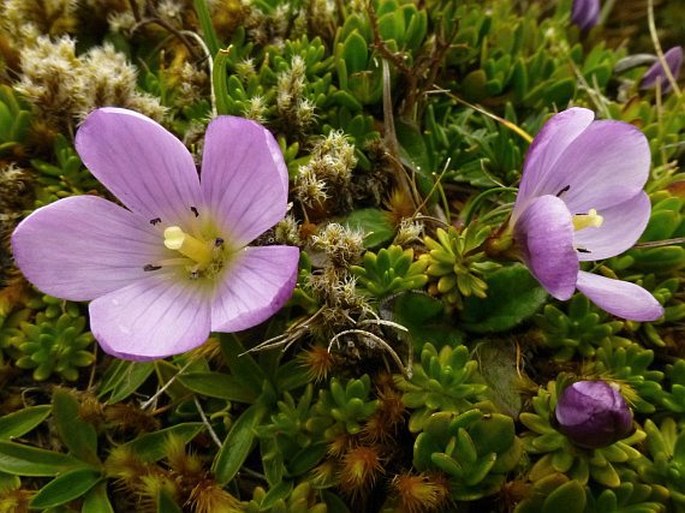 GENTIANELLA CERASTIOIDES (Kunth) Fabris - hořeček / horček